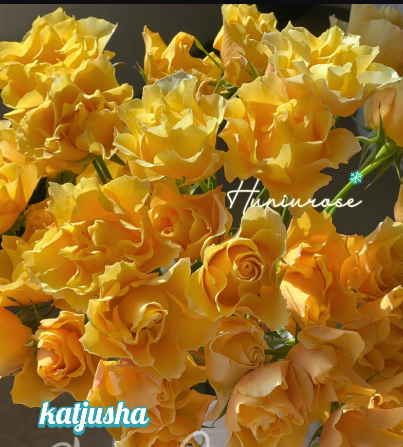 Katjusha Japanese rose
