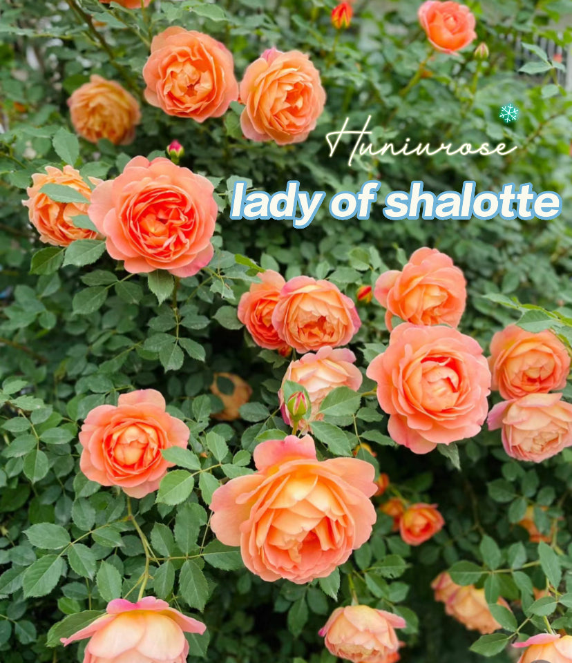 David Austin rose Lady of shalott