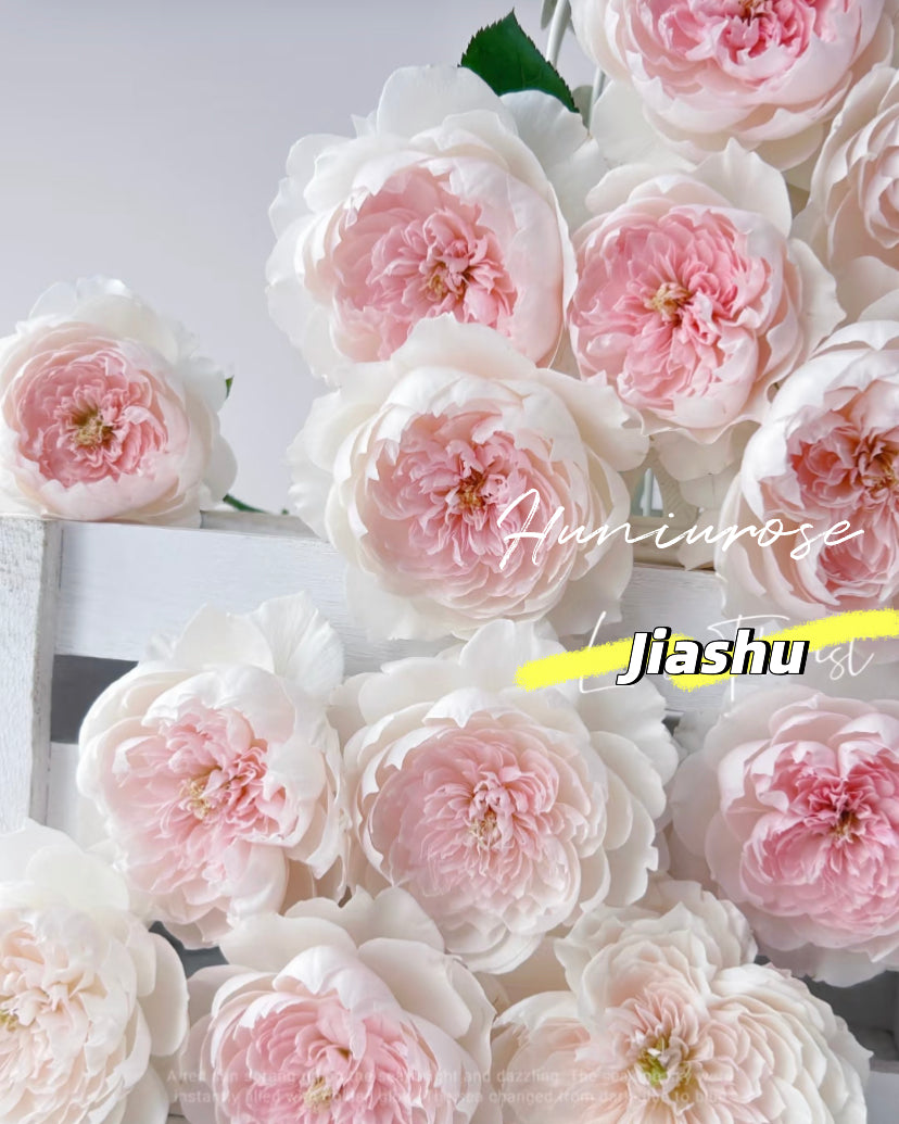Jiashu Asia rose softly flowers