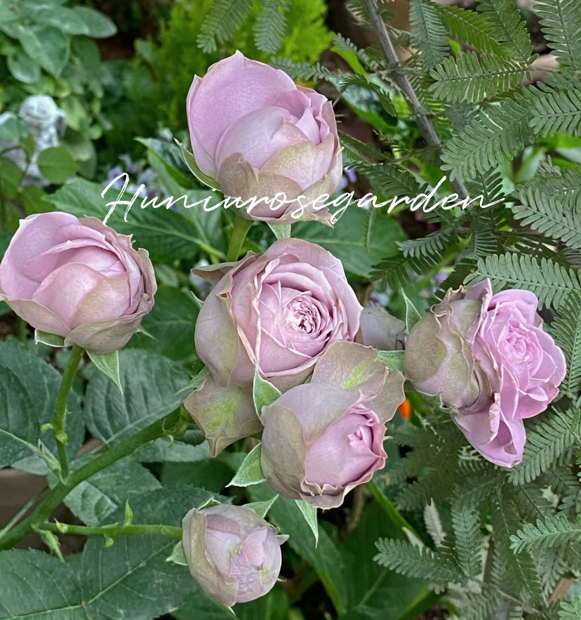 Thornless rose Germany Koders Blue pompon