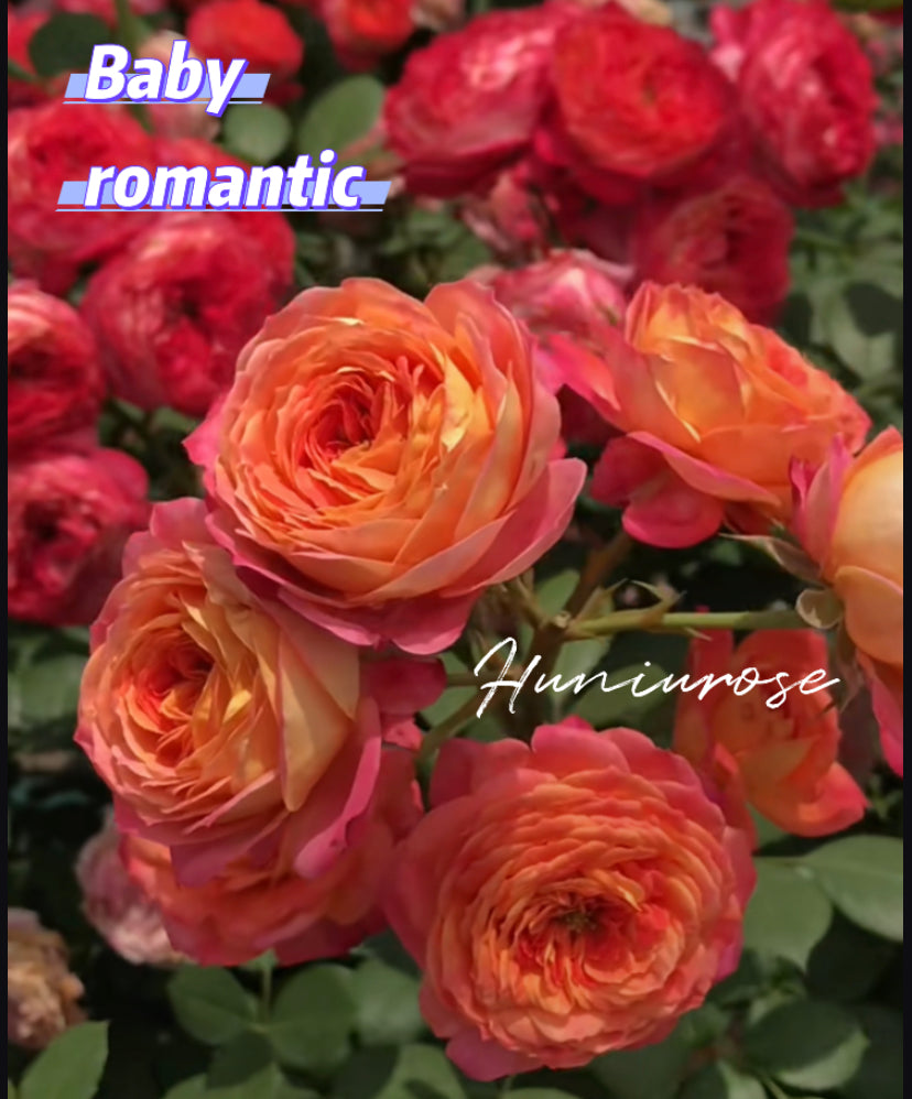 Baby romantic climbing rose meilland