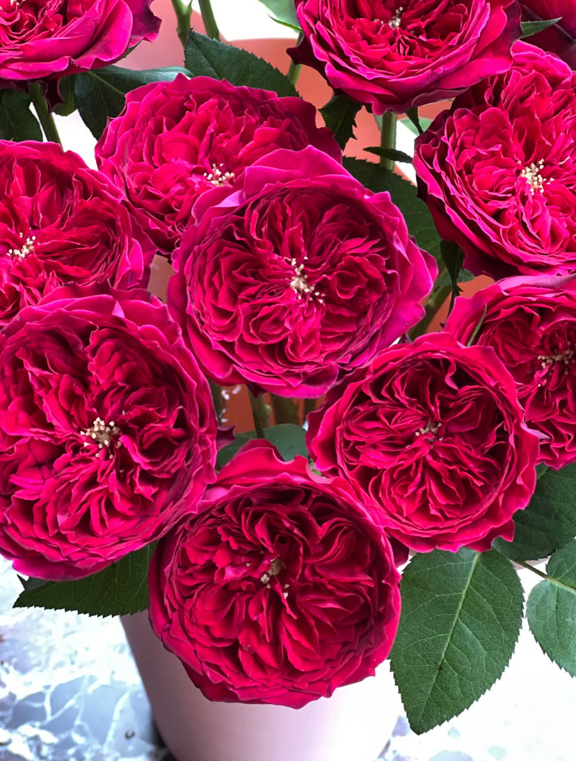 Tess David Austin wedding cutting rose