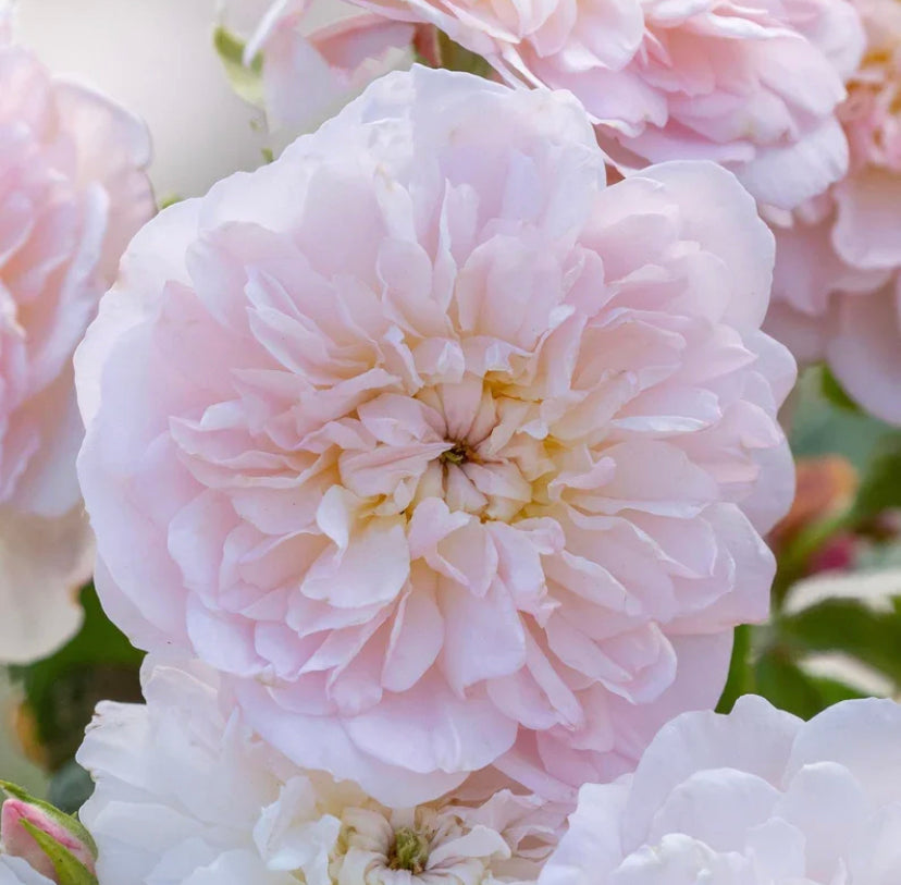 Elizabeth David Austin rose