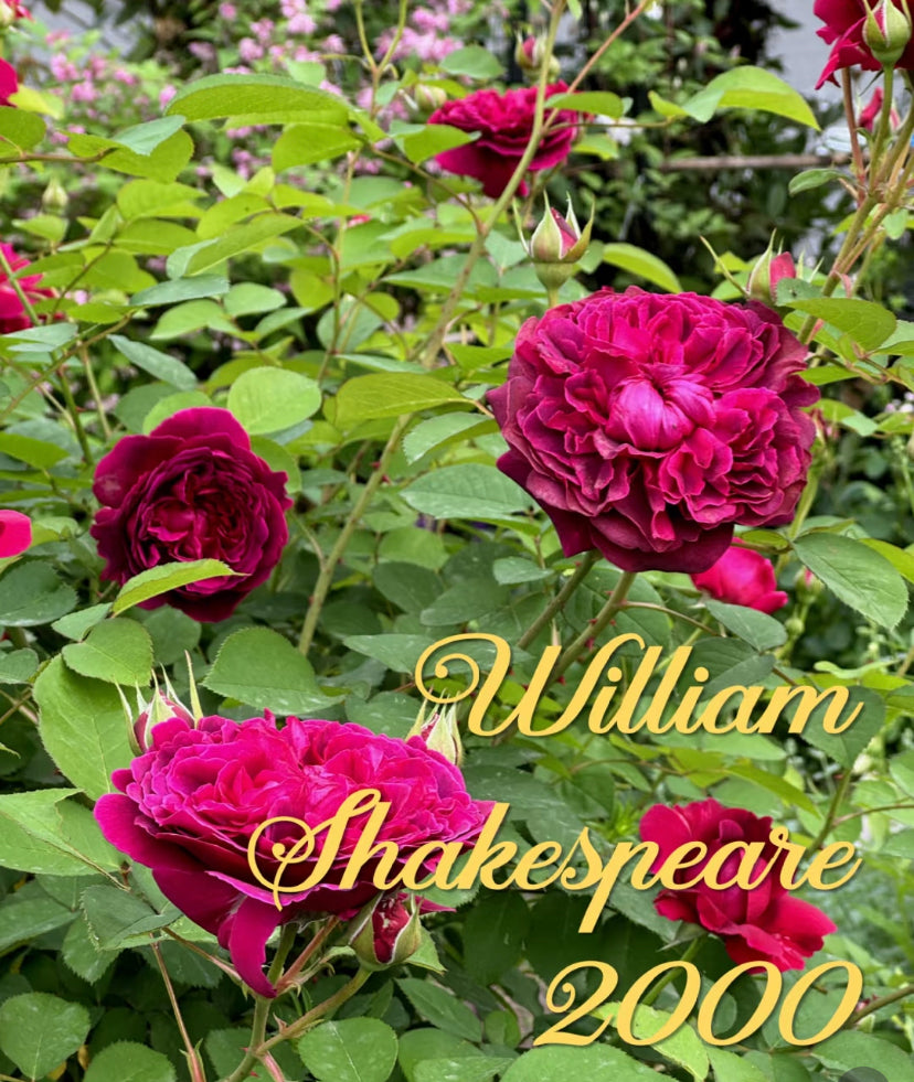 William Shakespeare 2000( David Austin) strong fragrance