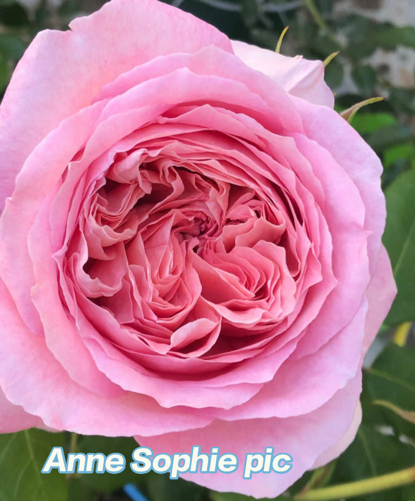 Anne sophie pic French rose