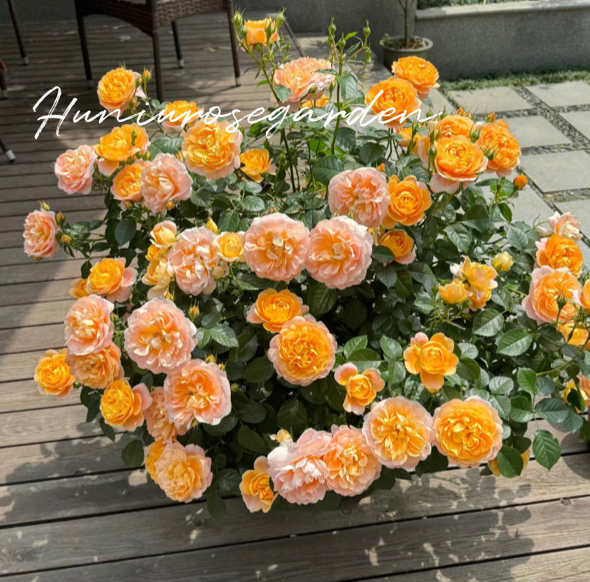 Juicy Terrazza Balcony Series
