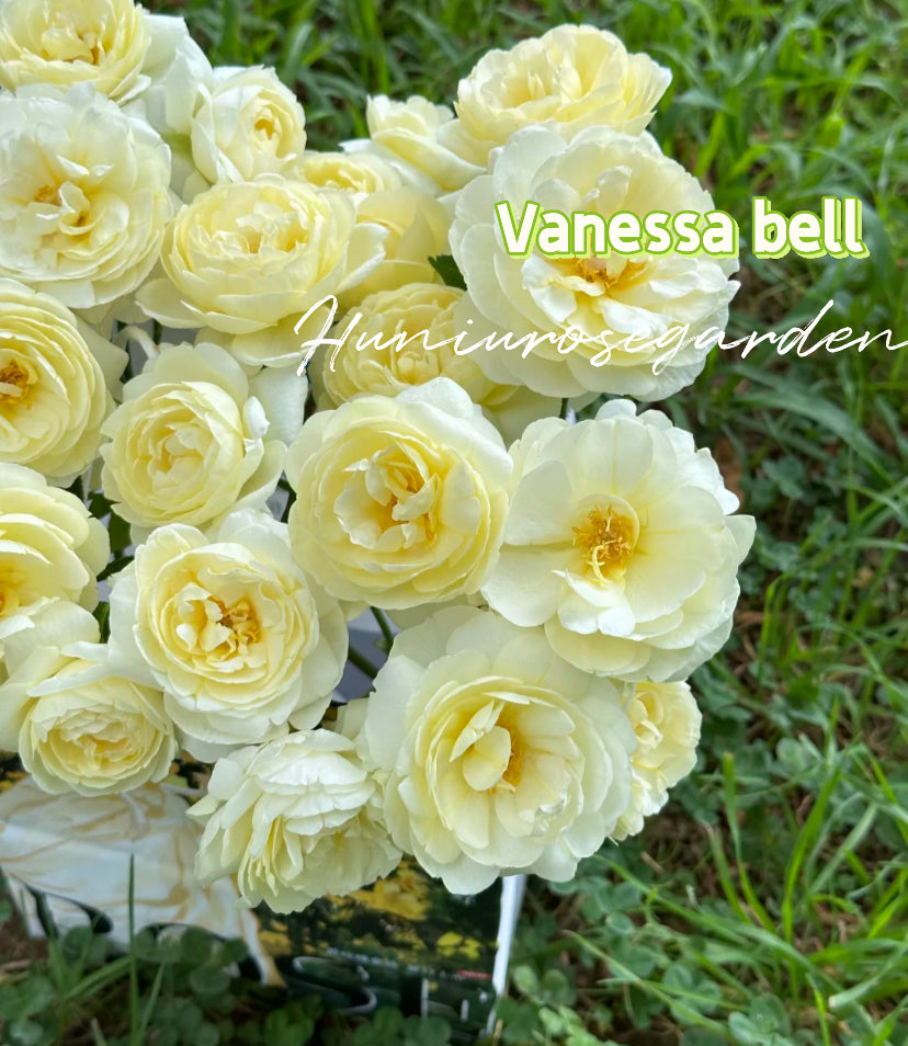 Vanessa bell David Austin rose small space