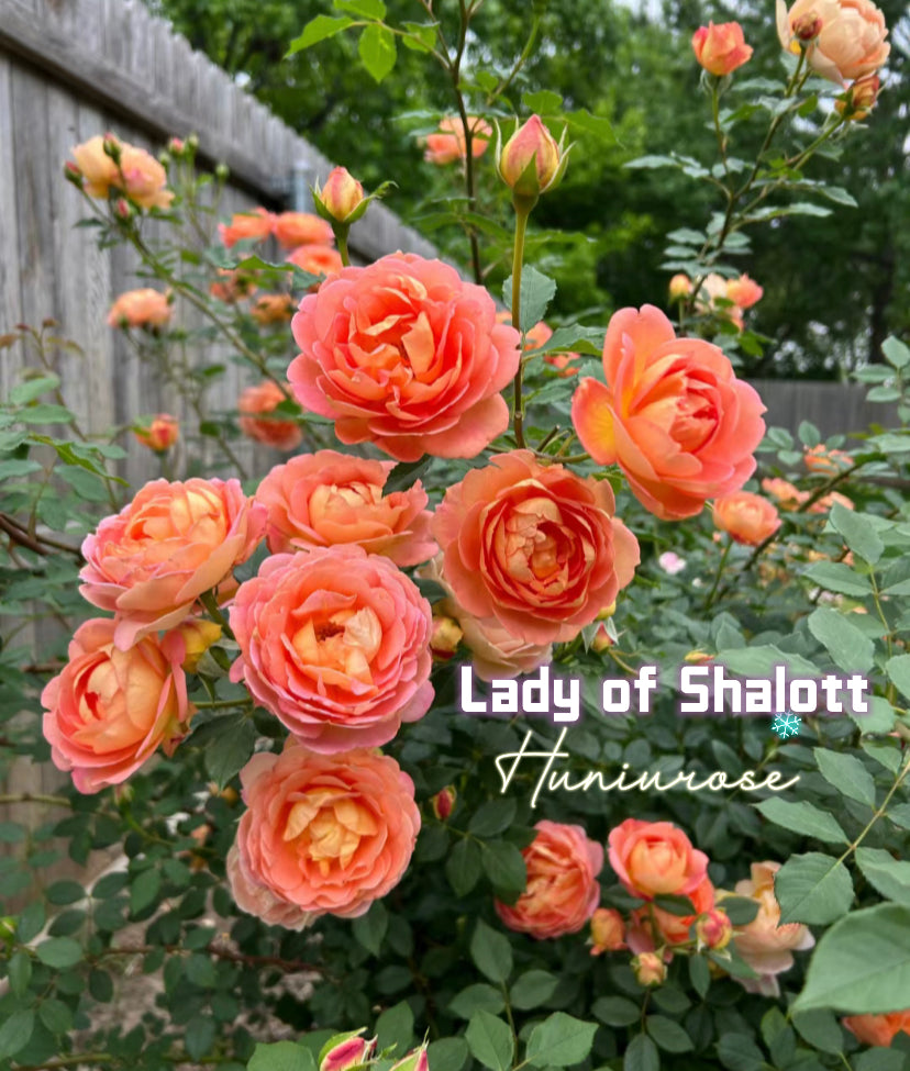 David Austin rose Lady of shalott