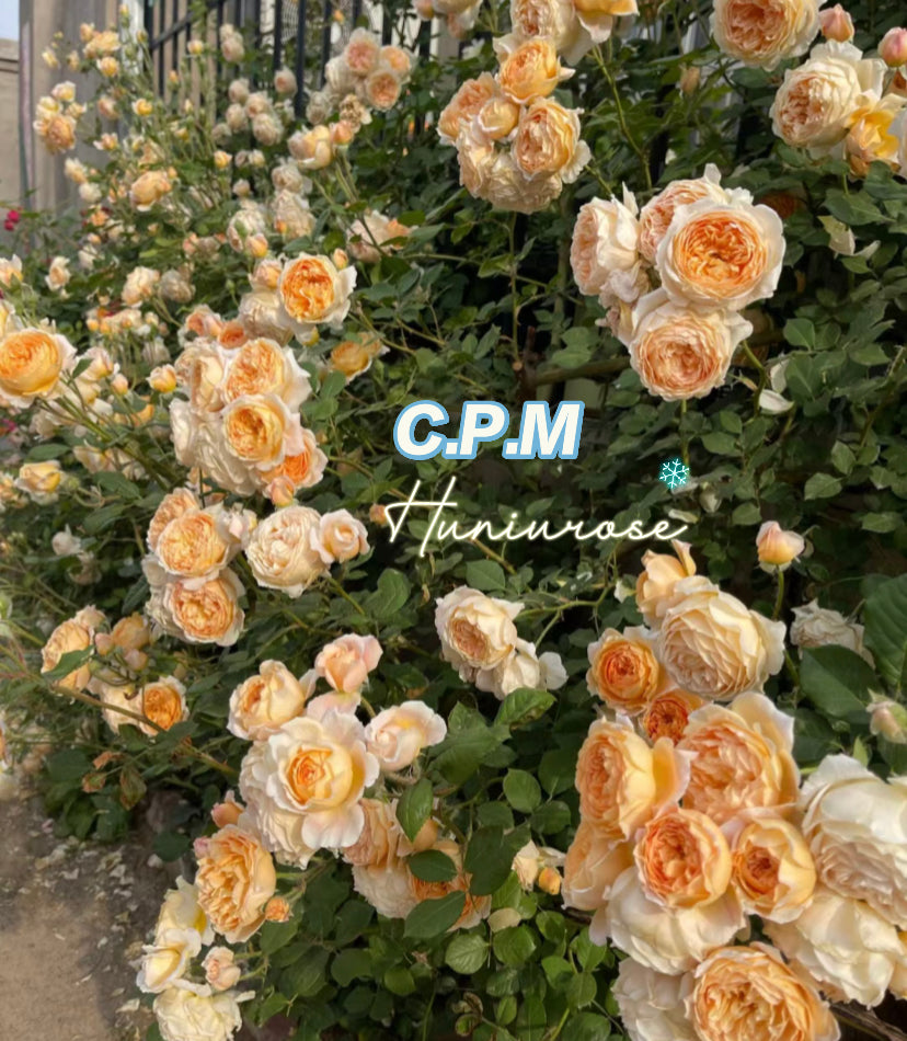 David Austin Crown Princess of Margarita