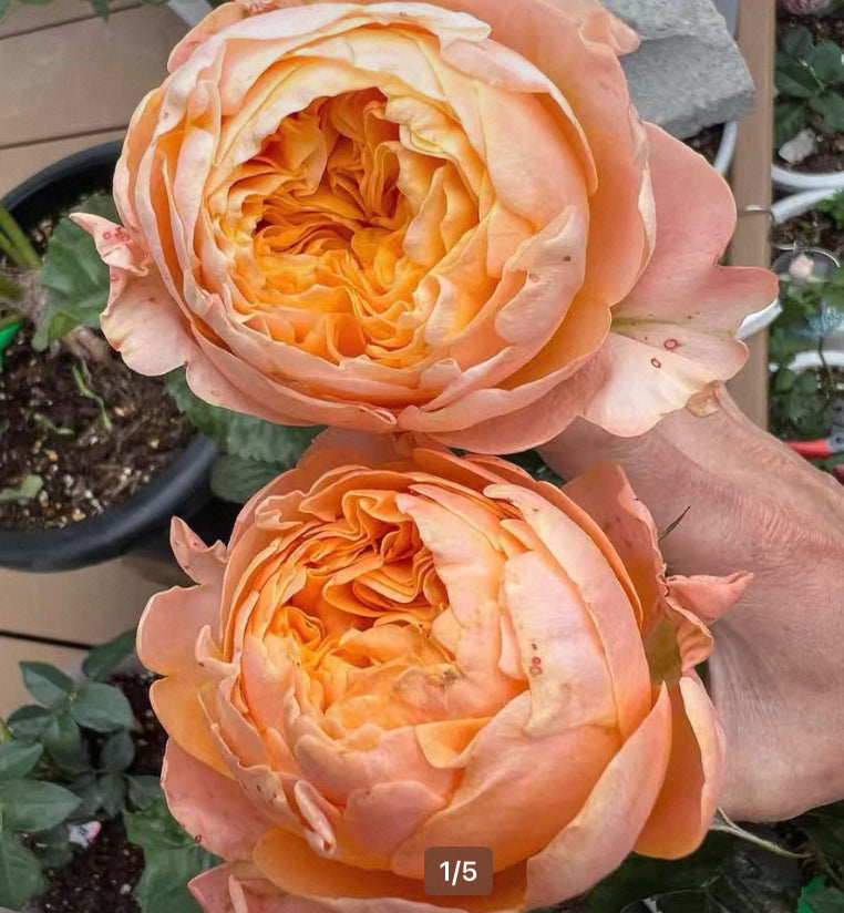 New, 2024Japanese cutting rose Beehive