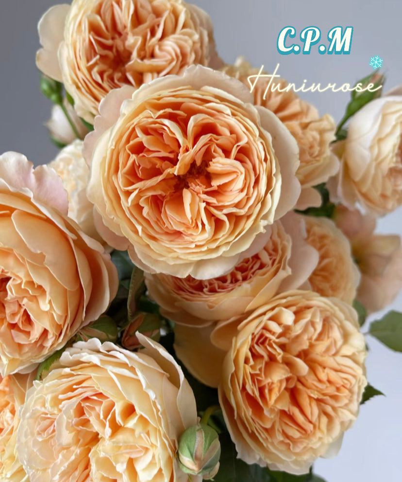 David Austin Crown Princess of Margarita