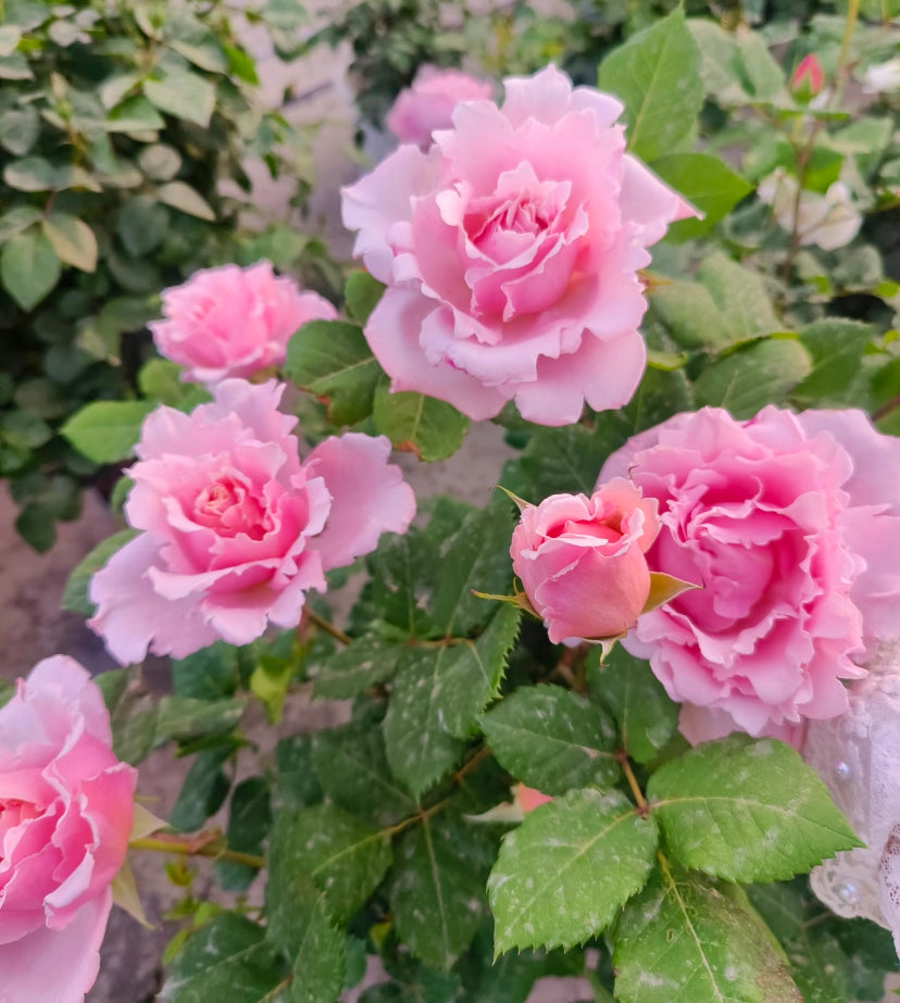 Sophie Rochas French Delbard索菲罗莎