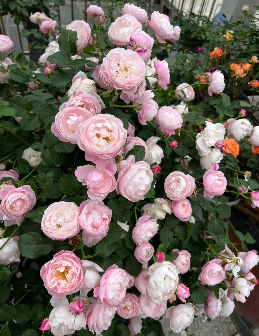 Japanese rose plume