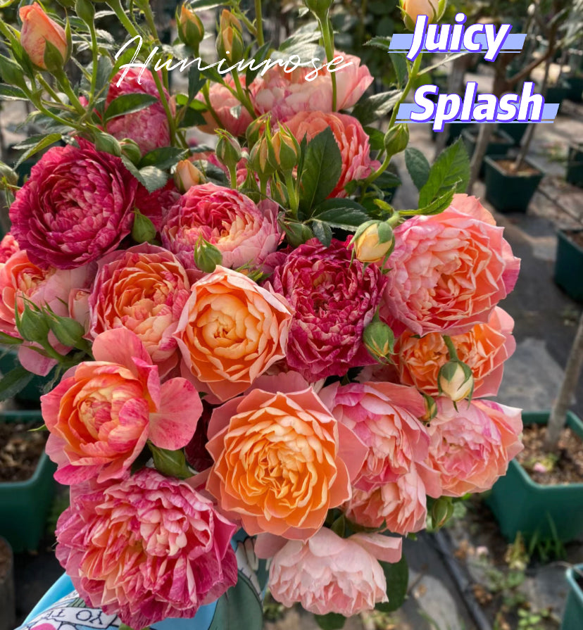 Juicy splash balcony series