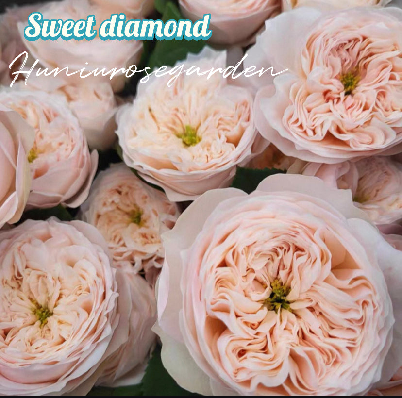 New!! cutting rose sweet diamond