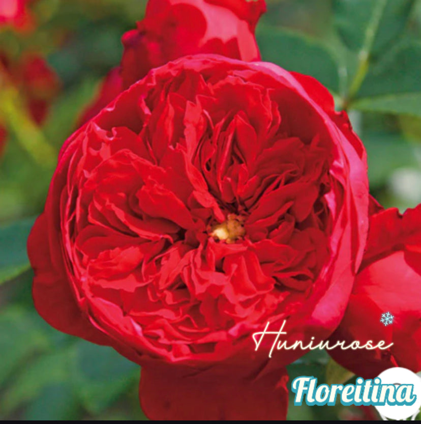 Germany Koders climbing rose Arborose Floreitina