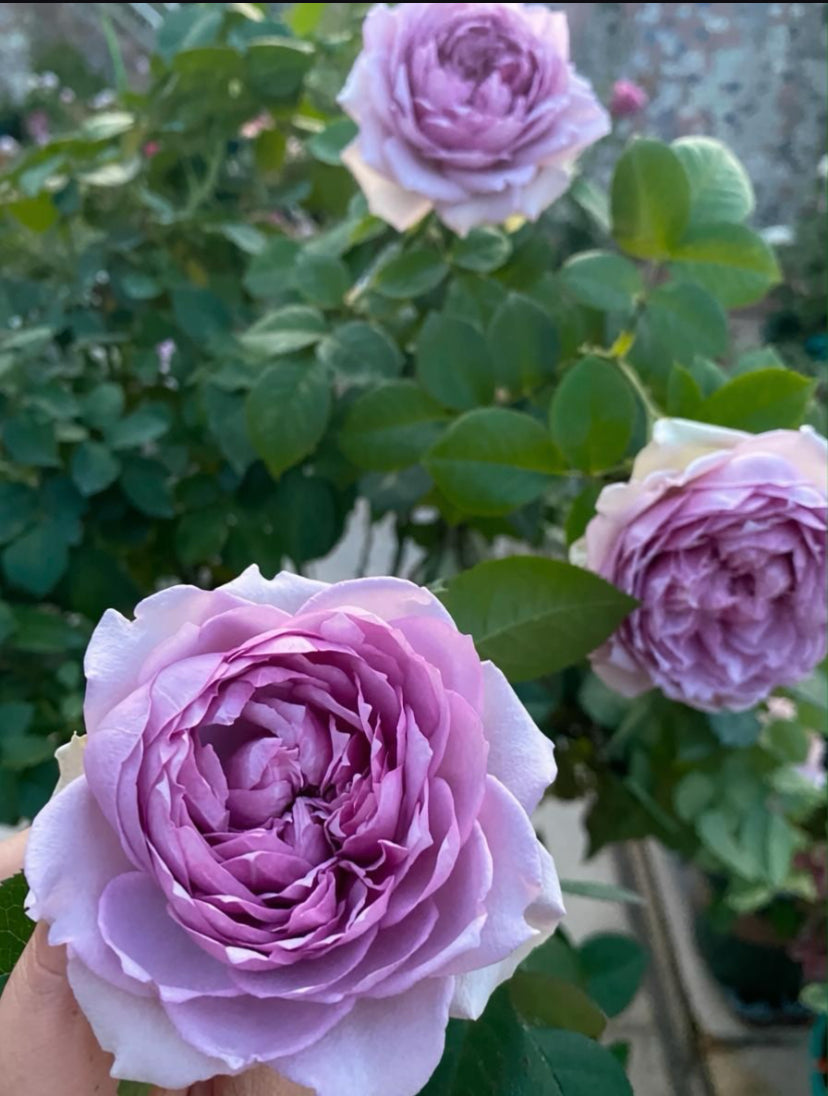 Japanese purple blue rose Coffret