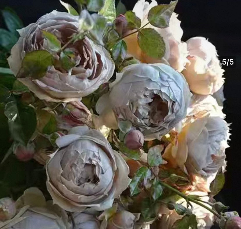 2025 new!Takunori Kimura Japanese rose Luxor 卢克索