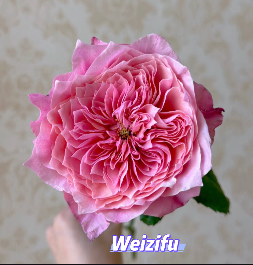 Japanese rare cuttings rose Weizifu