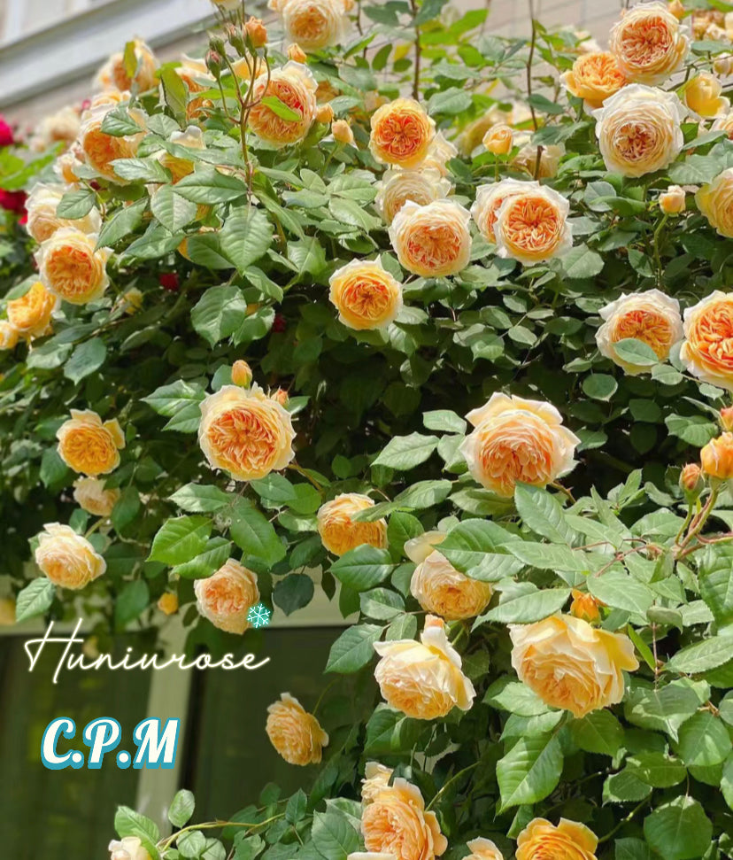 David Austin Crown Princess of Margarita