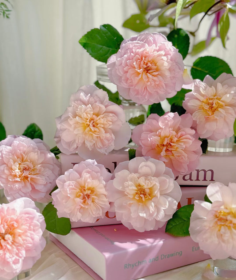 Elizabeth David Austin rose