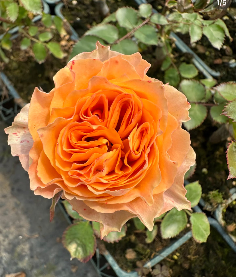 Living coral cutting rose Germany Wans