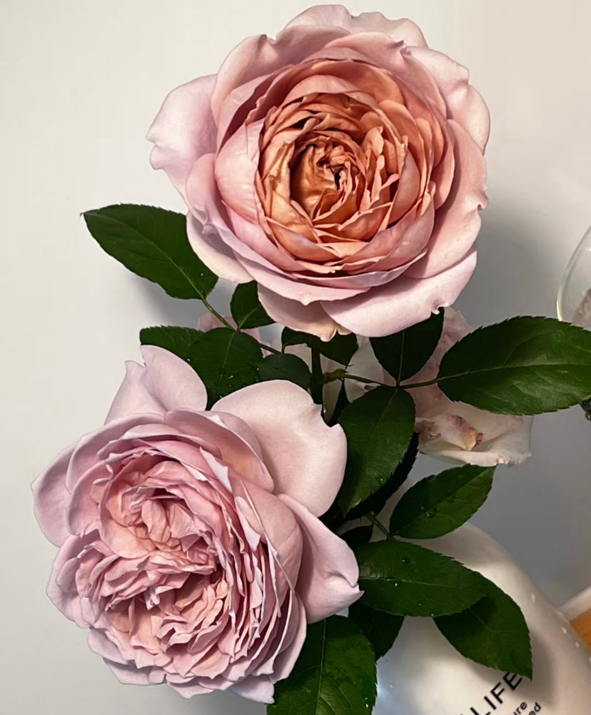 Japanese Charity Towa,Japanese rose