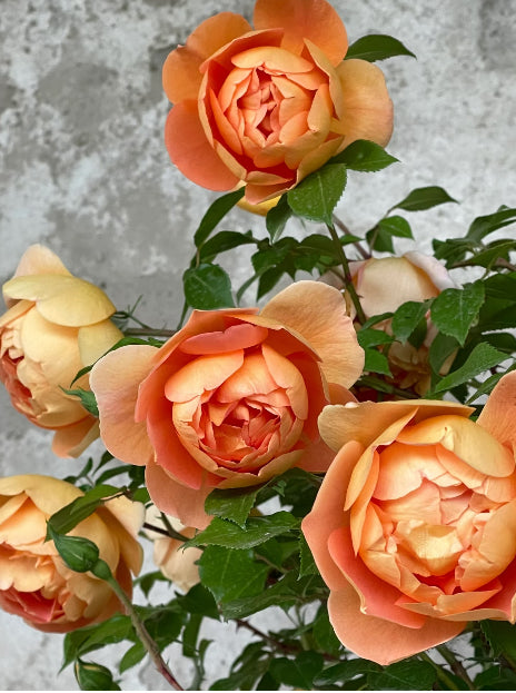 Pat Austin David Austin rose