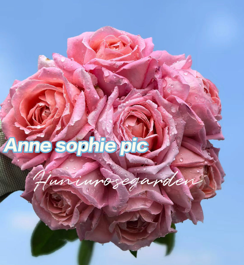 Anne sophie pic French rose