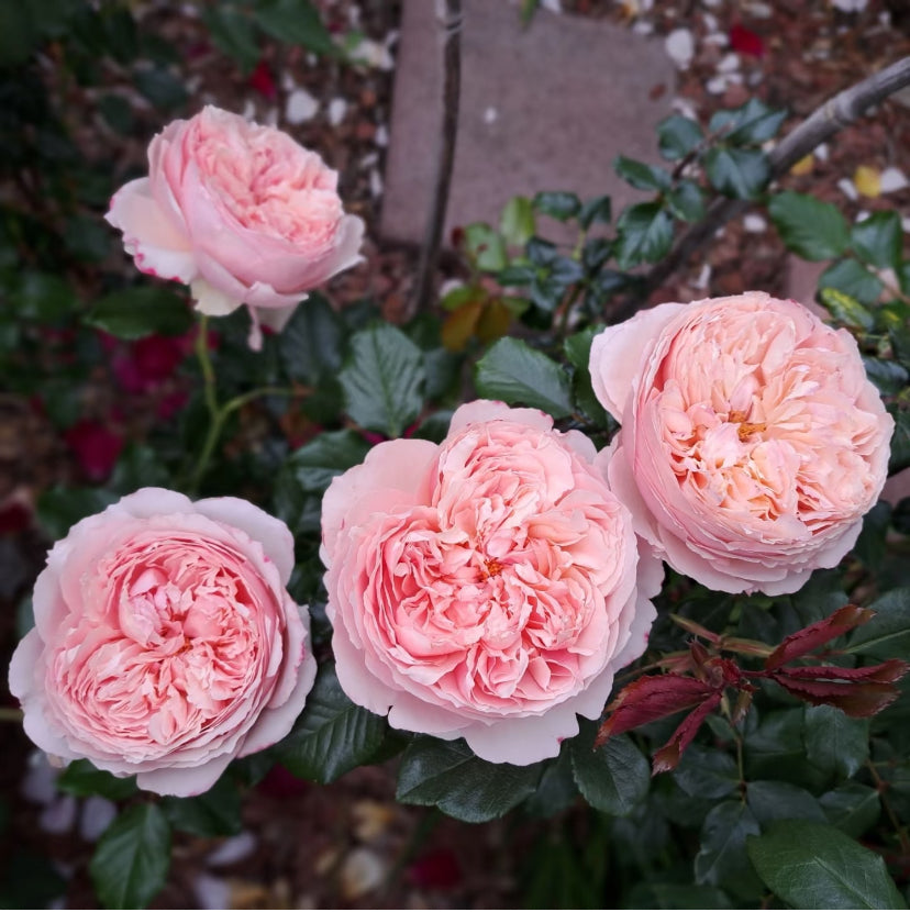 Sale! Japanese rose Masora