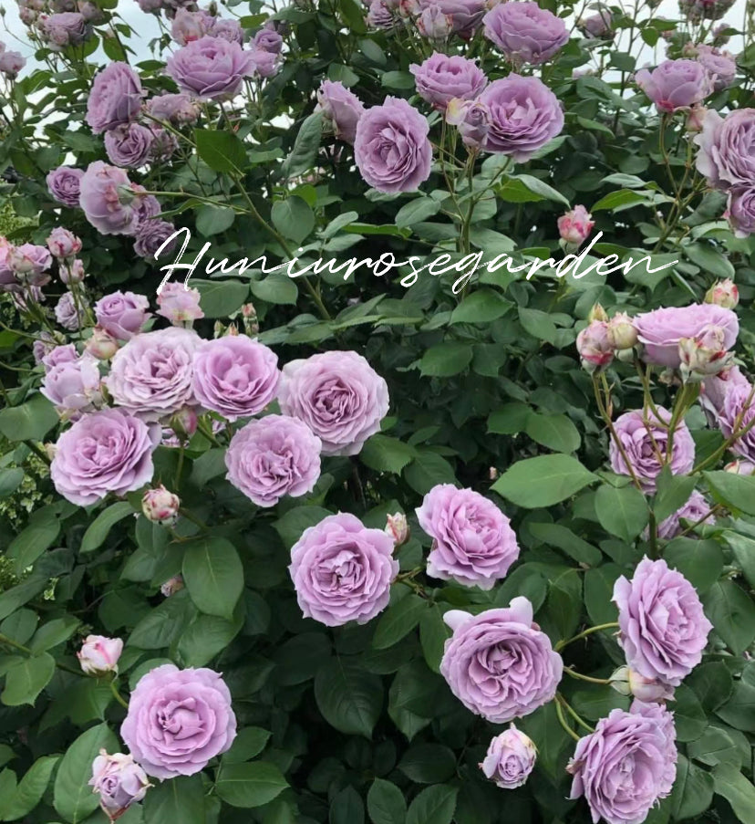 Poseidon ( Novalis) Germany Koders