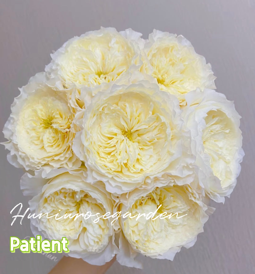 Wedding cutting rose patient DA