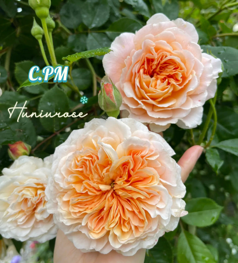 David Austin Crown Princess of Margarita