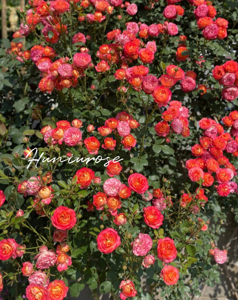 Baby romantic climbing rose meilland