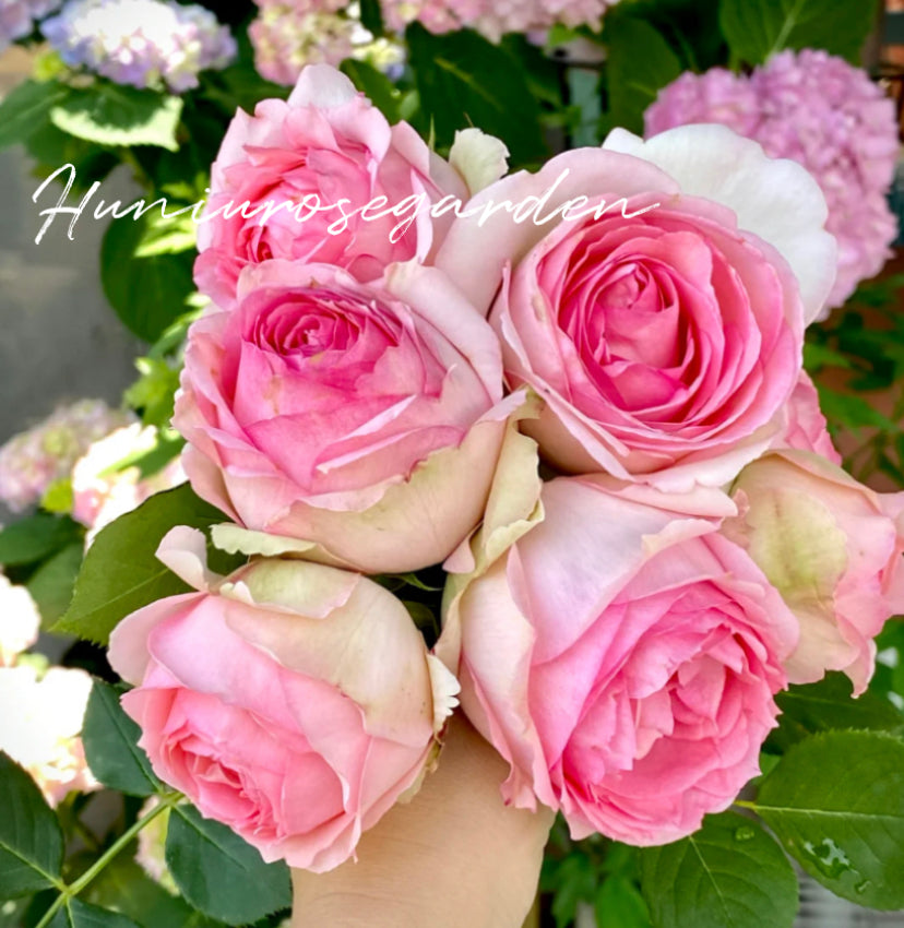 First Lady rose Germany Tantau
