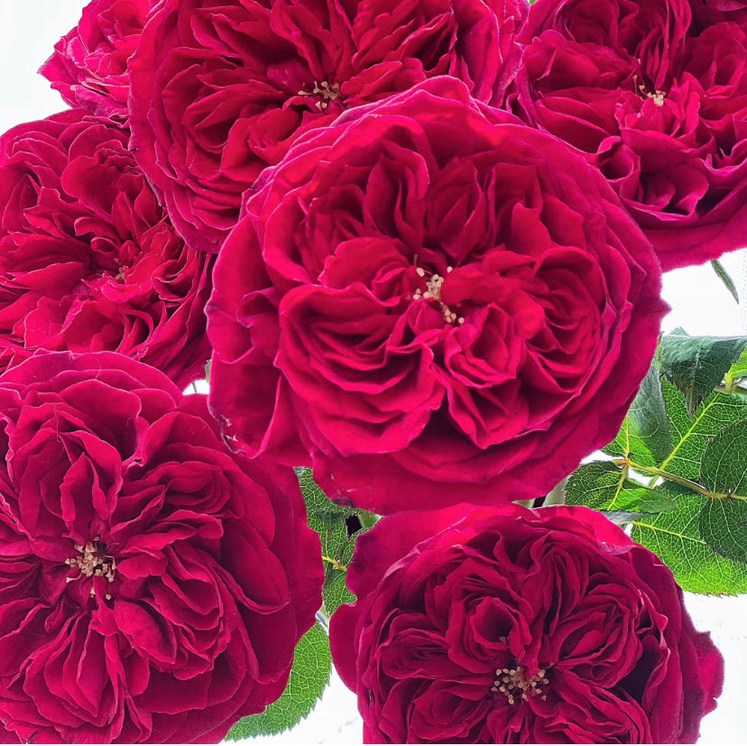 Tess David Austin wedding cutting rose