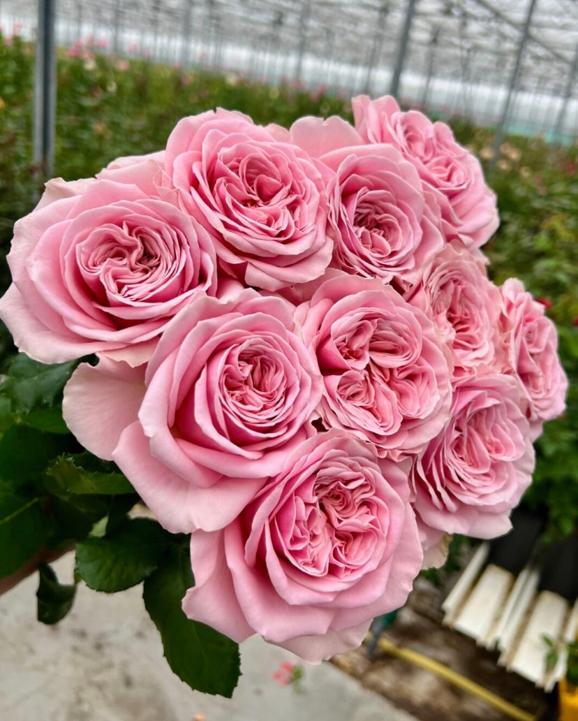 VIP 2024 new cutting rose Rebellion pink粉红叛逆