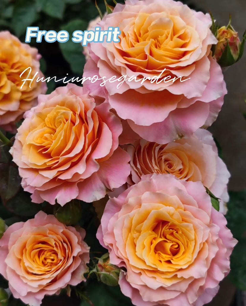 Free spirit Germany Tantau strong fragrance