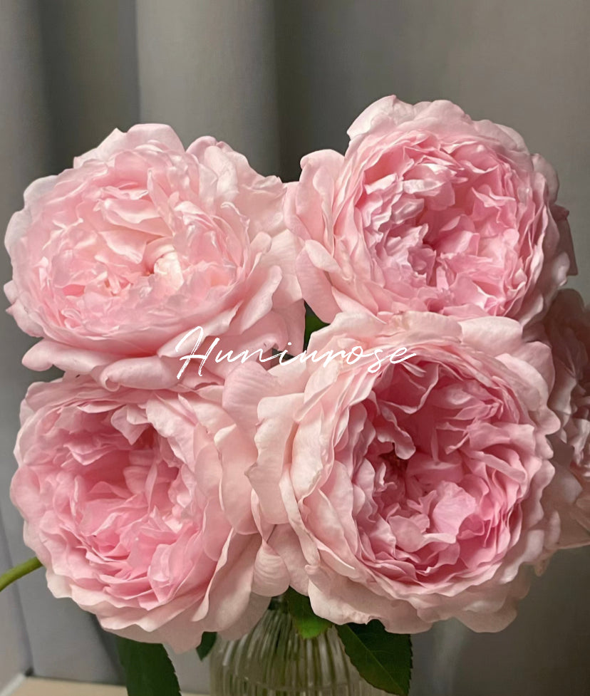 Germany Tantau strong fragrance Mauritia