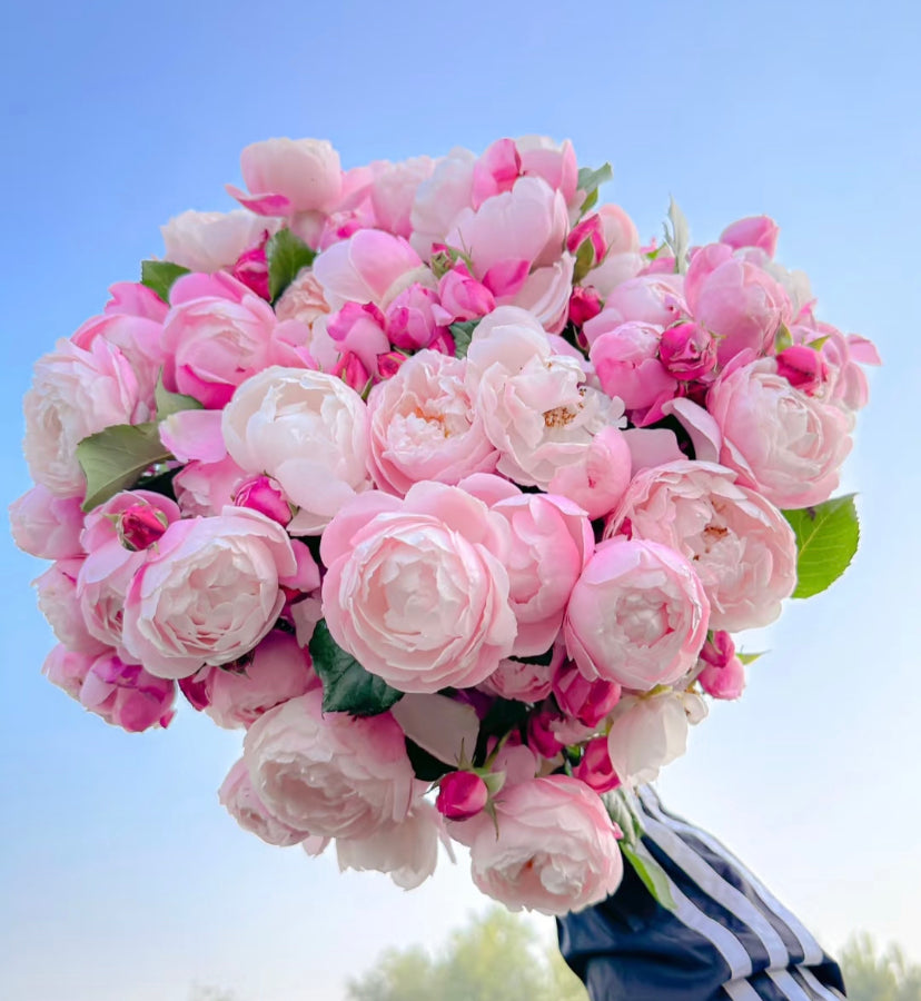 Japanese rose plume