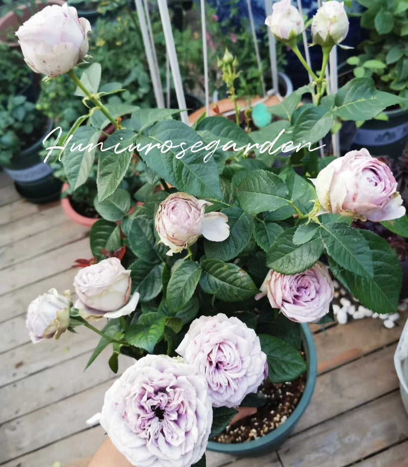 Thornless rose Germany Koders Blue pompon