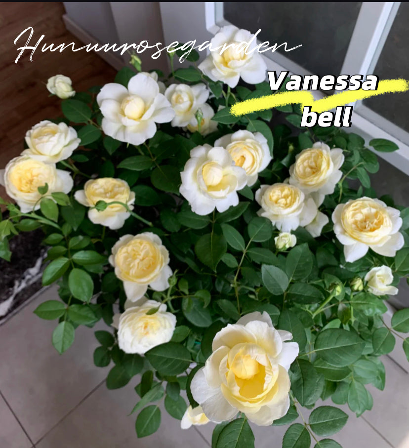 Vanessa bell David Austin rose small space