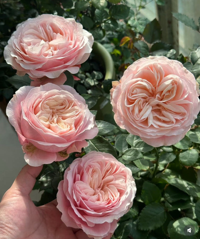 New cutting rose Katherine Harkneess English rose