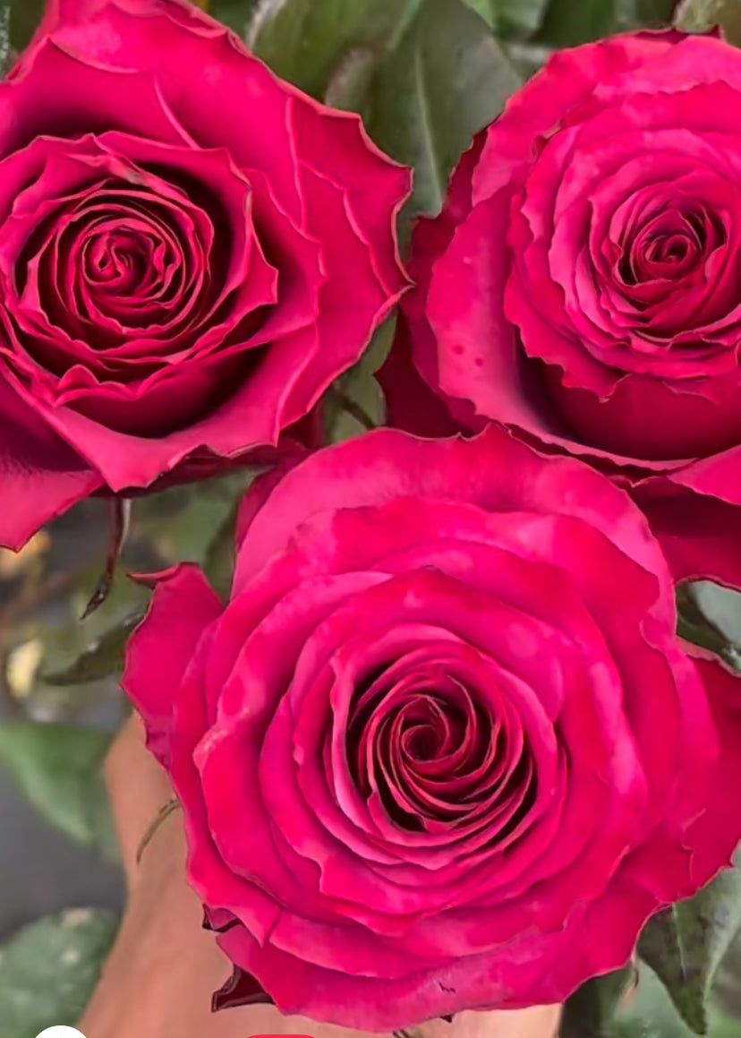 Venturoso special colour cutting rose