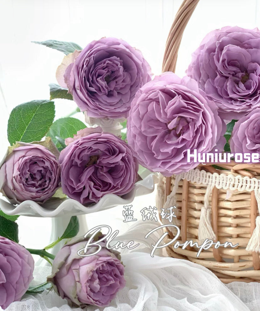 Thornless rose Germany Koders Blue pompon