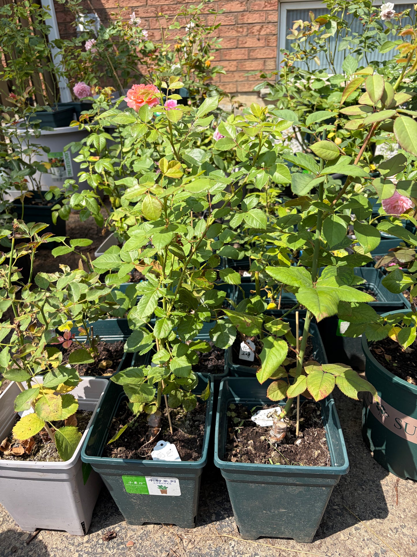 Träumerei Japanese rose apricot pink梦幻曲