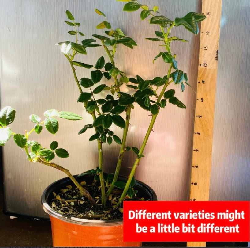 Wans cutting rose white vuvuzela