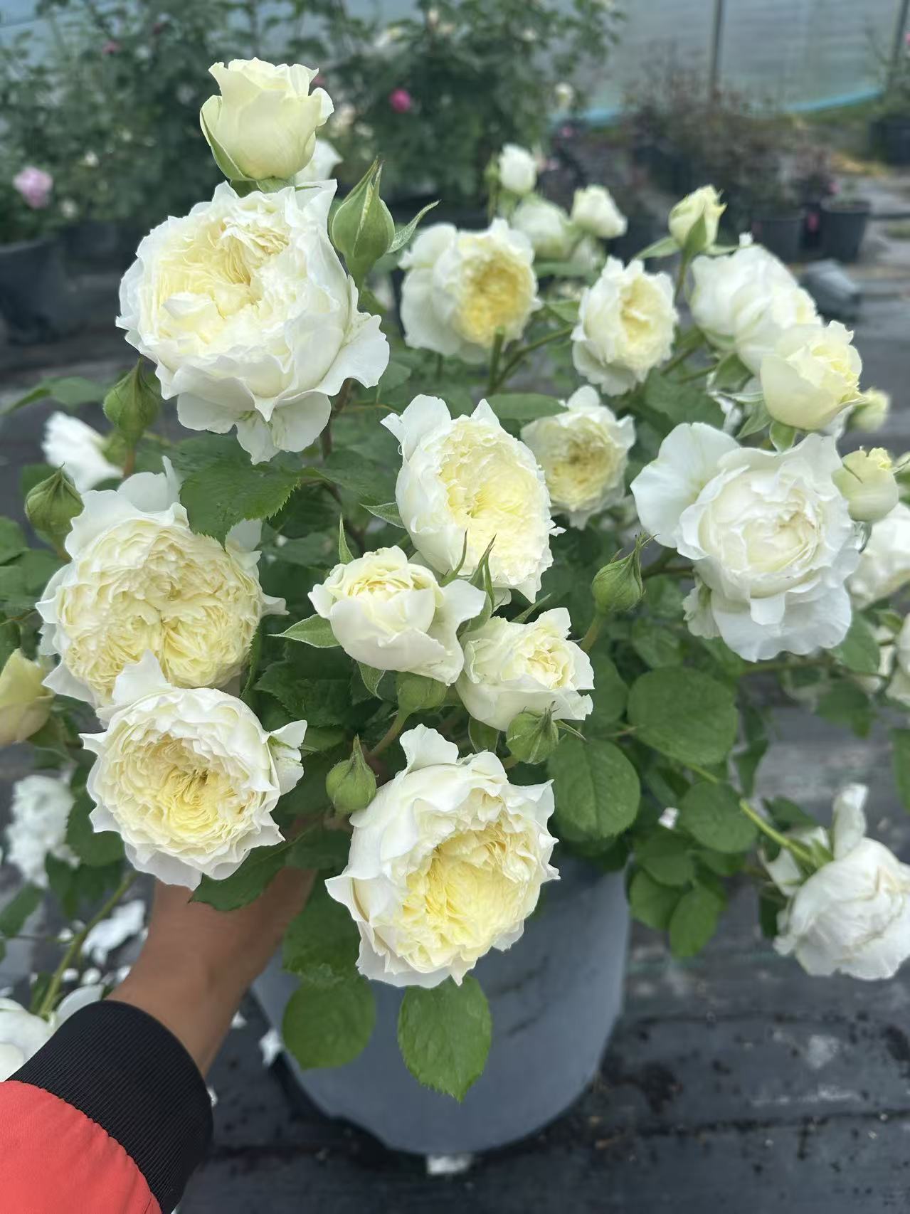 Asia 2025 new Fuguang nice petals 浮光