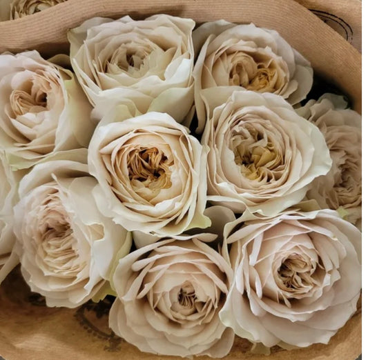 Wans cutting rose shade of Beige