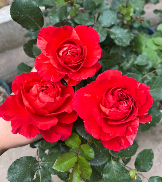 Asia new varieties Rongyan 熔岩